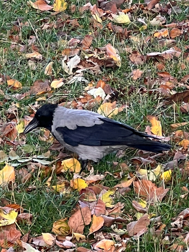 Hooded Crow
