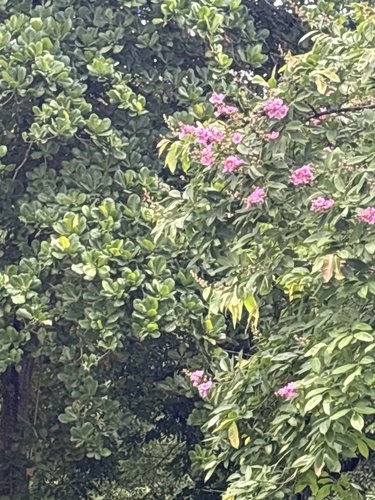 Lagerstroemia speciosa observed 2026-10-16