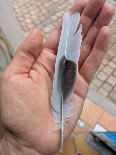 Plume de Tourterelle turque
