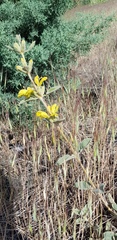 Phlomis olivieri