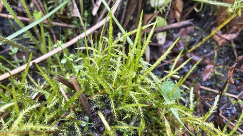 Calliergonella cuspidata observed 2026-10-16