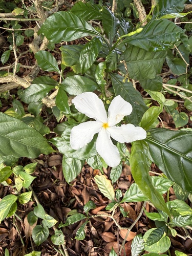 Tabernaemontana divaricata observed 2026-10-16