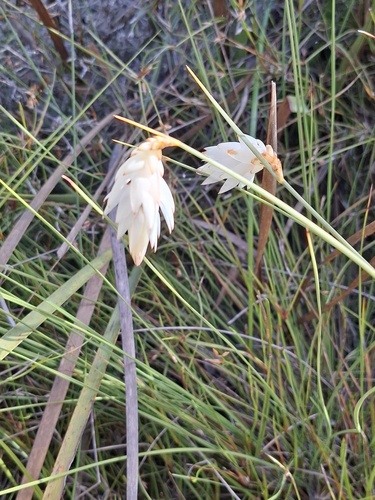 Johnsonia lupulina, 2026-10-16