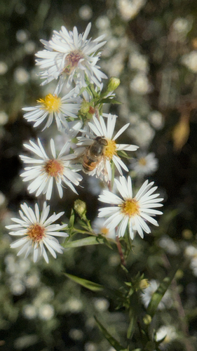 Common Drone Fly
