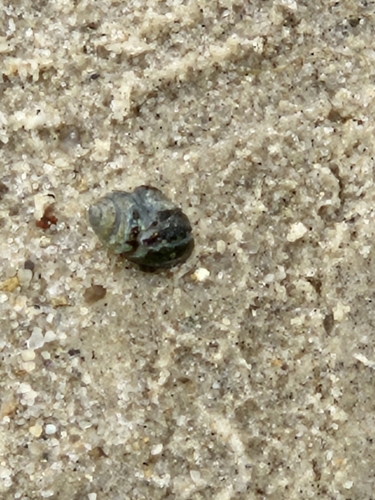 Ilyanassa obsoleta observed 2026-10-16
