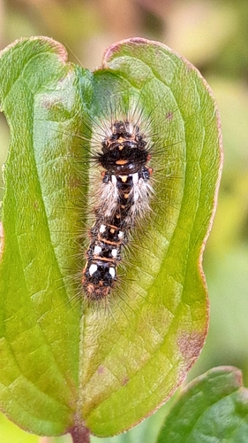 Knot Grass Moth