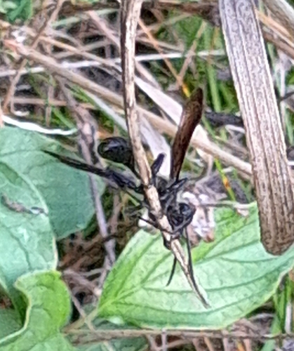 Isodontia mexicana observed 2026-10-16