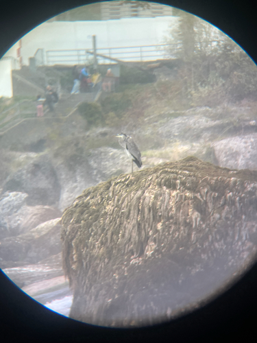Grey Heron