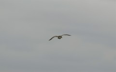 Bartramia longicauda