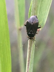 Capsus