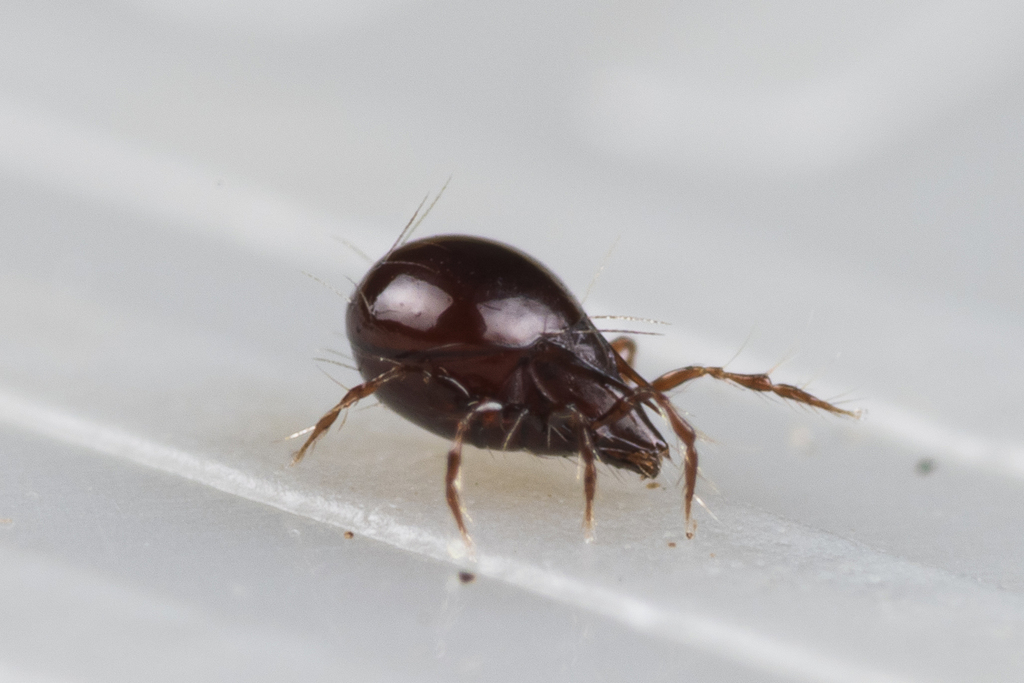 Ceratoppia sexpilosa