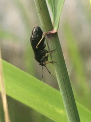 Capsus