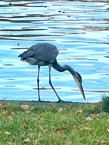 Grey Heron