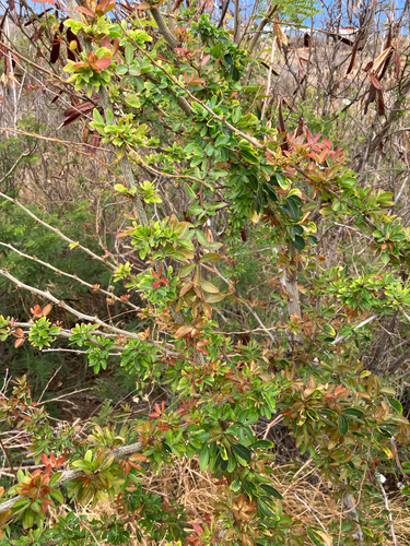 Pithecellobium dulce observed 2026-10-15