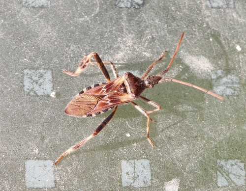 Western Conifer Seed Bug