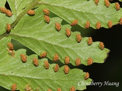 Microlepia marginata observed 2026-10-14