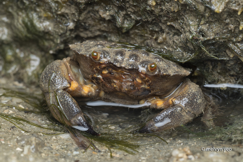 Myomenippe hardwickii observed 2026-10-14