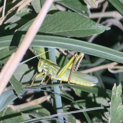Large Green Grasshopper