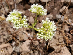 Chorizanthe stellulata