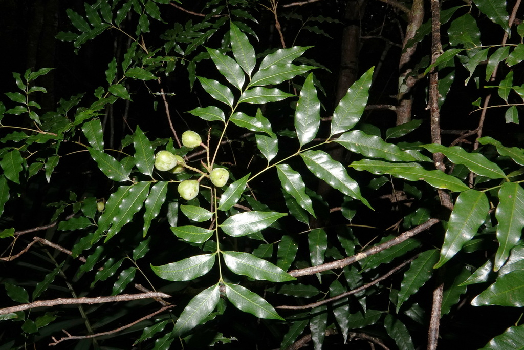 Elattostachys dzumacensis