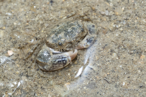 Benthopanope eucratoides observed 2026-10-14