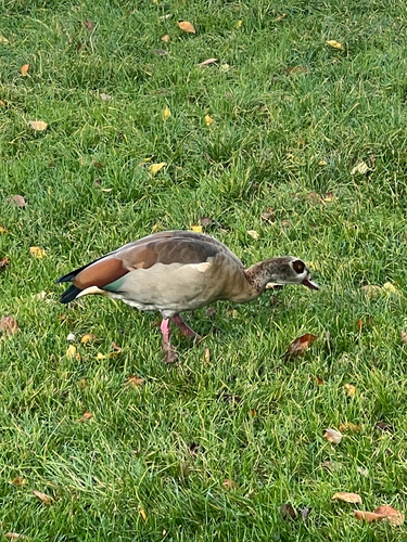 Egyptian Goose