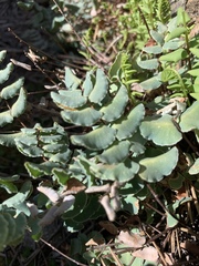 Pellaea bridgesii