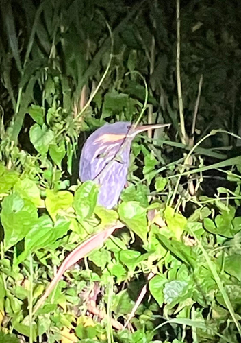 Dupetor flavicollis observed 2026-10-16