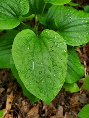 Smilax ecirrhata