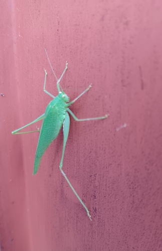 Mediterranean Katydid