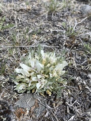Astragalus gilviflorus