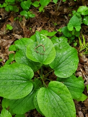 Smilax ecirrhata
