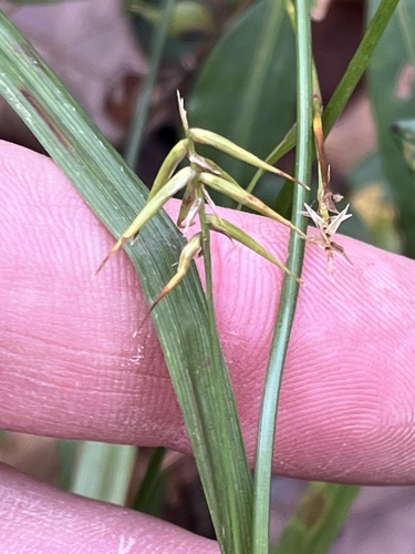 Carex observed 2026-10-15