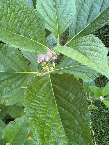 American beautyberry