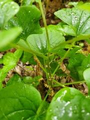 Smilax ecirrhata