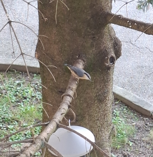 Eurasian Nuthatch