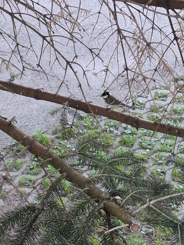 Great Tit