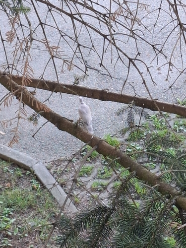 Eurasian Collared-Dove