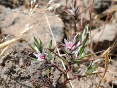 Polygonum bidwelliae