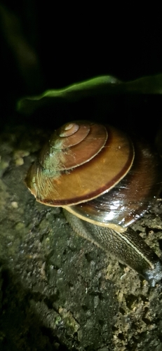 Helix richmondiana, 2026-10-16