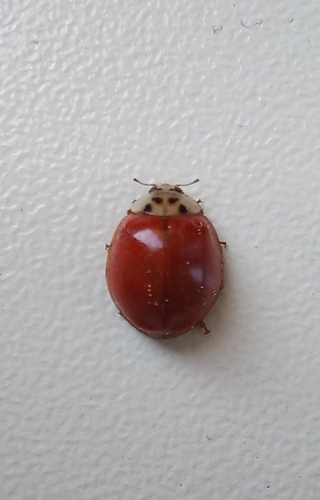 Asian Lady Beetle