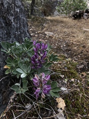Lupinus sericatus