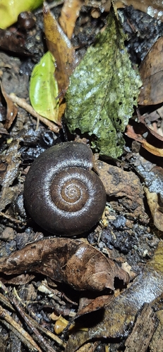 Pedinogyra rotabilis observed 2026-10-16