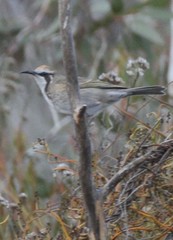 Gliciphila melanops
