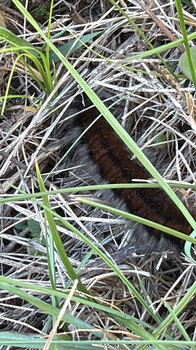 Fox Moth