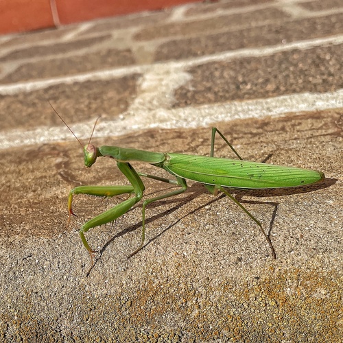 European Mantis