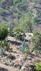 Agave rhodacantha