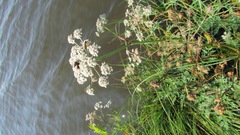 Conioselinum tataricum