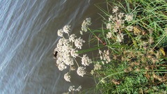 Conioselinum tataricum