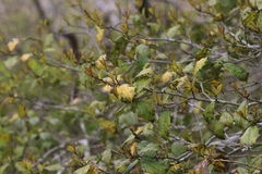 Ilex opaca opaca